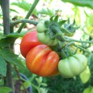 Organic TOMATO COSTOLUTO  GENOVESE Seed Hot Climates