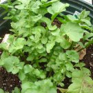 Organic Arugala, Sylvetta Wild - Vitamin Rich.