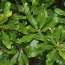 Organic Bayberry Seed - Antimicrobial Capabilities
