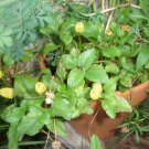 Organic Spilanthes Official  Seeds- Immune Boost