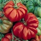 Organic Hot Tomato Seeds & Genovese Basil Companion!