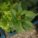 Organic Paprika Pepper Seed- Full of VIT C-