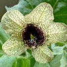 Organic Henbane Seed - Sedative.
