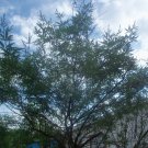 Organic Chaste Tree, Official -  BARGAIN SEED BAG!