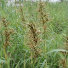Organic Palmarosa Seed -  Is back in stock!