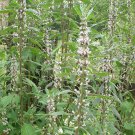 Organic MOTHERWORT Seeds - .Women's Herb!