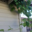 Organic Velvet Bean Seed - Increases Dopamine!