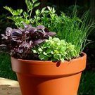 Little Green Lady, Organic Kitchen Tasty Herb Garden.