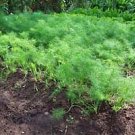 Organic FENNEL Seeds,  Great Digest AID!