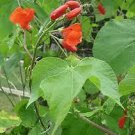 Organic Scarlet Beans - Edible Flowers too!
