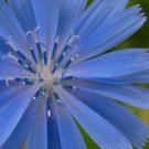 Organic Wild Chicory,  Un-treated Seeds, Tonic Effects!