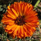 Organic CALENDULA English Marigold Seed - Homeopathic Healing!