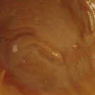 Organic Melting "Just Choc"Chocolate Lip Gloss HYDRATE