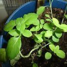 Organic African Basil Seeds*  Wards of Evil Spirits!