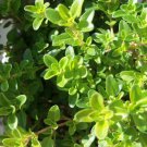 Organic Sweet Marjoram Seeds- Ease Headaches!
