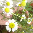 Organic Chamomile Seeds -  Calmative Tea for Tums!