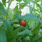 Organic Tomato Red Currant Seeds " close to wild"