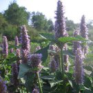 Organic Anise Hyssop seeds * Highly Fragrant