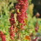 Organic Cherry Vanilla Quinoa Seed - Super Food.