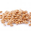 Organic Healthy Wheatgrass Sprouting Seeds - 1 Ounce.
