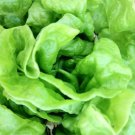 Organic Tom Thumb Lettuce - Heirloom - Medical Edible.