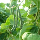Organic Rattlesnake Pole Bean Seed - Medical Edible.