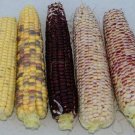 Organic Hooker's Sweet Indian Corn Seed - Medical Edible.