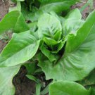 Organic Amish Deer Tongue Seed - Medical Edible.