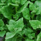 Organic "New Zealand" Spinach Seed - Medical Edible.