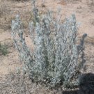 Organic Sagebrush Seed - General Tonic