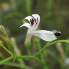 Organic Andrographis Paniculata Seed - King Of Bitters