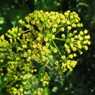 Organic Bupleurum Seed - Chinese Tonic