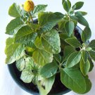 Desert * Heat Tolerant * Seeds Medical Herb Garden