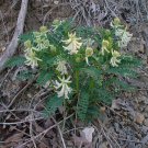Organic ASTRAGALUS Seeds  - Ginseng like Ayurvedic tonic