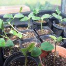 Biodynamic Aunt Ada's Italian Pole Bean