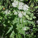Organic Boneset Seeds,  Used for Colds & Flu!
