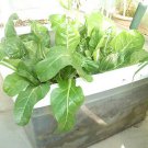 Organics Chard Seeds 'Barese' Sweet & Tender Tolerates Heat!
