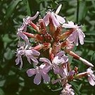Organic Soapwort Seeds, Mild SAFE Detergent!