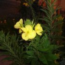 Organic Evening Primrose Seeds -  GLA Oils - PMS Support
