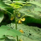 Organic Chinese Senna , Relieves Liver Swelling!