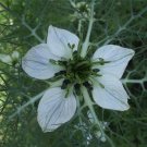 Organic Black  Seed  - Nigella.