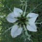 Organic Black  Seed  - Nigella.
