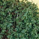 Organic Curled Cress, Seeds, SUPER NUTRIENTS!