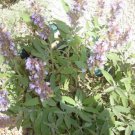 Organic "Seriously Sage" Medical Herb Collection.