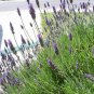 Organic English Lavender Seed-- Carminative & Nervine