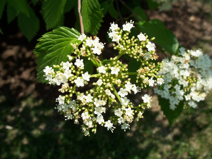 Stock Photo of Flower