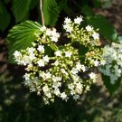 Stock Photo of Flower