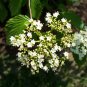 Stock Photo of Flower
