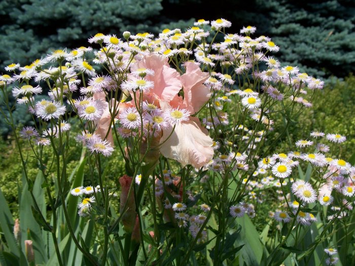 stock photo of flower