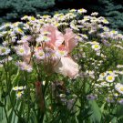 stock photo of flower